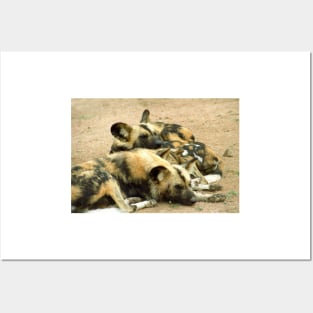 What dogs do best (African hunting dogs) Posters and Art